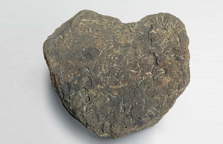 牛岛芦苇化石