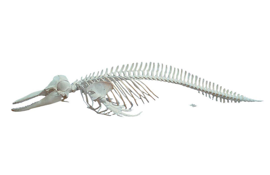海豚骨骼