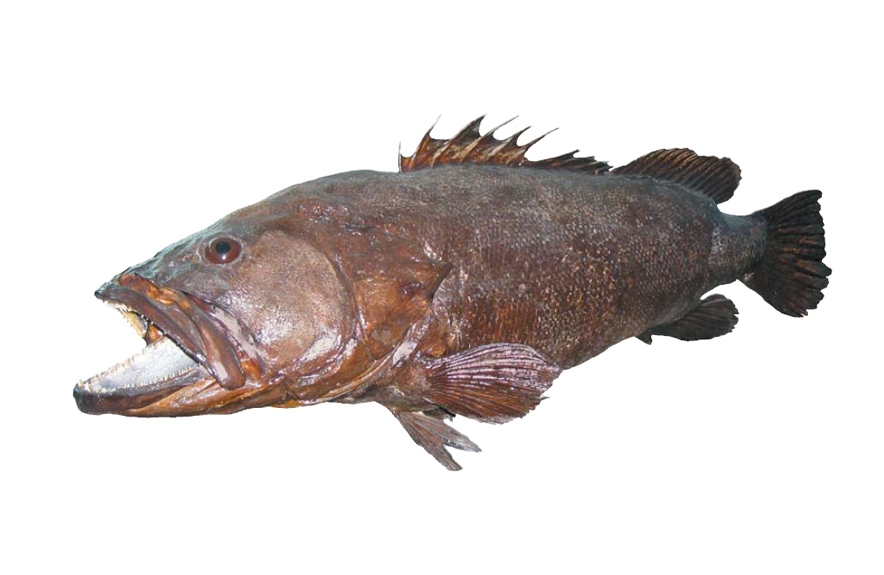 褐石斑鱼
