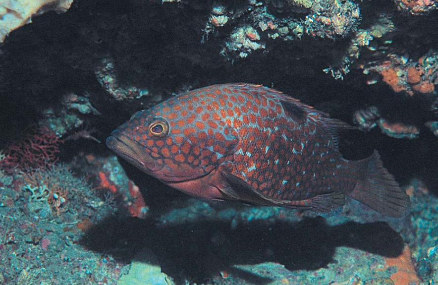 Red spotted grouper